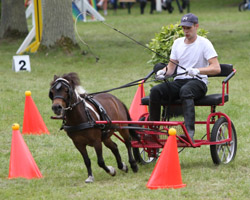 Der Torgelower Philipp Lange startete mit Harry Potter in den Hindernisfahren außer Konkurrenz. Der Torgelower Philipp Lange startete mit Harry Potter in den Hindernisfahren außer Konkurrenz.